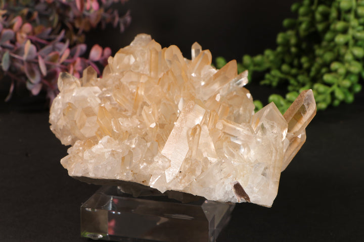 Golden Healer Quartz Cluster TU3335