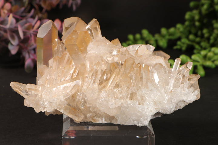 Golden Healer Quartz Cluster TU3338