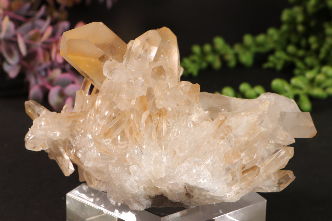 Golden Healer Quartz Cluster TU3338