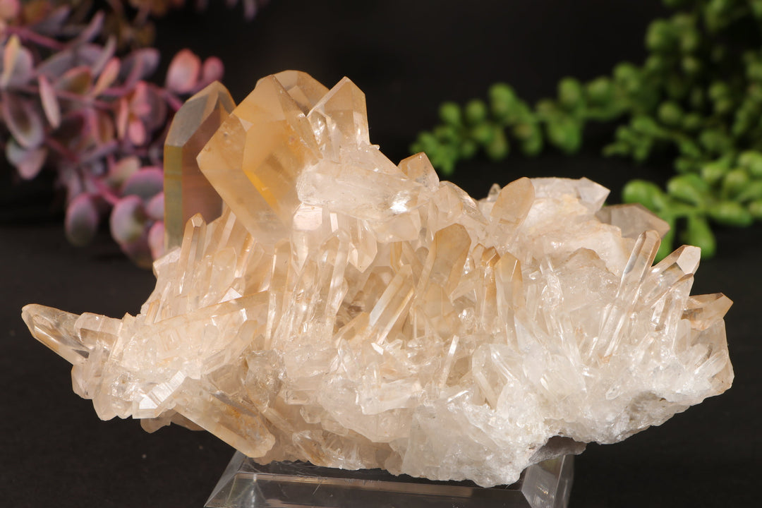 Golden Healer Quartz Cluster TU3338