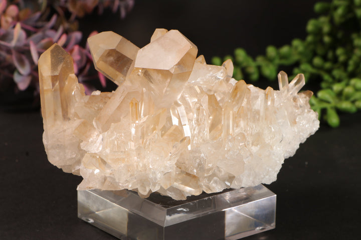 Golden Healer Quartz Cluster TU3338