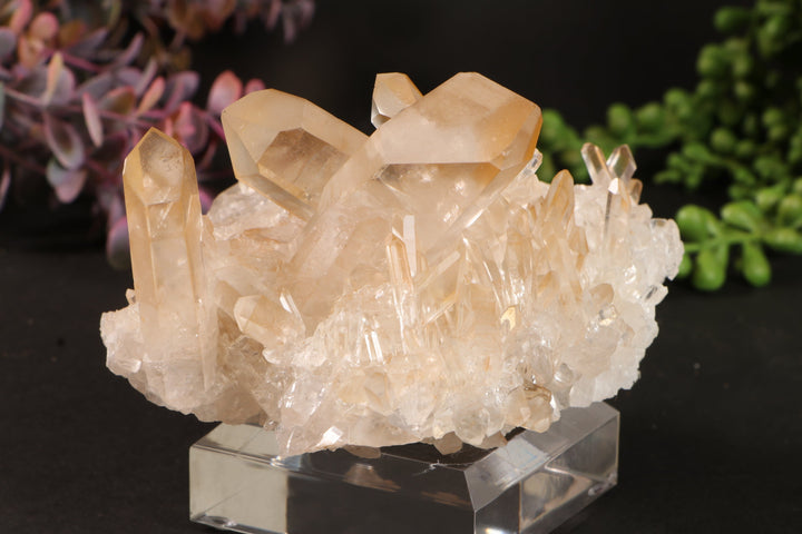 Golden Healer Quartz Cluster TU3338