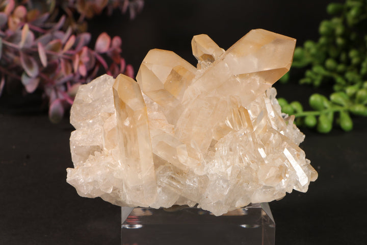 Golden Healer Quartz Cluster TU3338