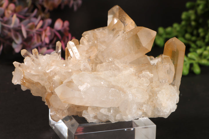 Golden Healer Quartz Cluster TU3338