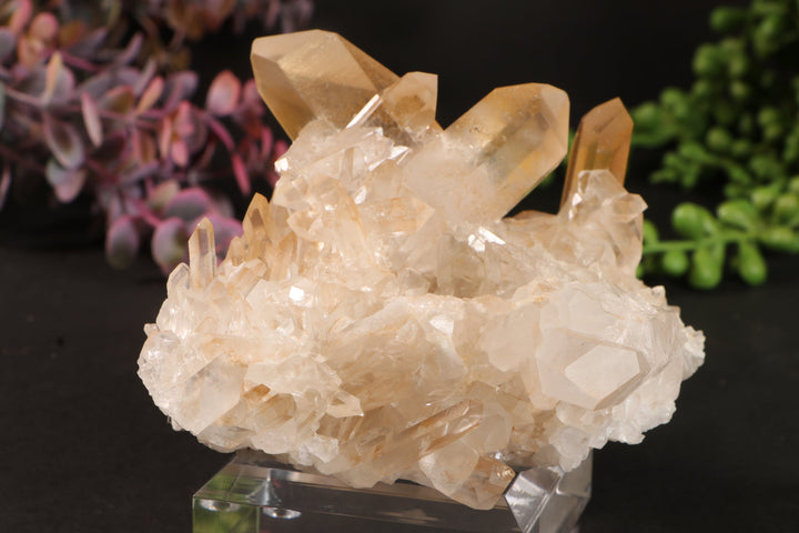 Golden Healer Quartz Cluster TU3338