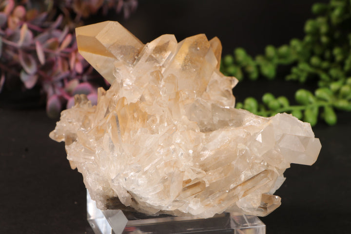 Golden Healer Quartz Cluster TU3338