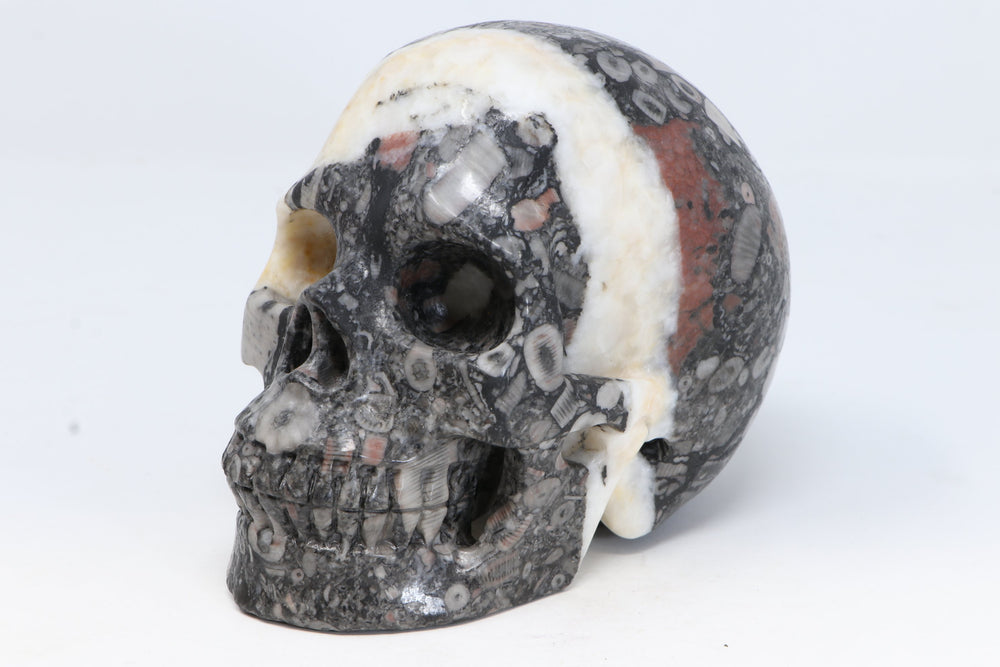 Crinoid Fossil Skull Carving TU3777