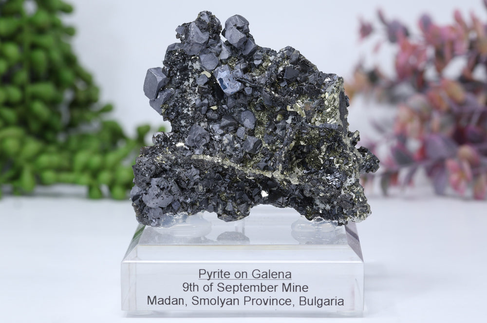 Pyrite on Galena Mounted Specimen from 9th of September Mine DD1806